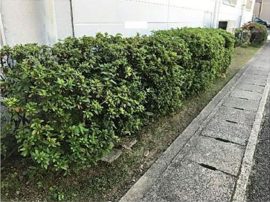 見える化情報「生垣編」 before